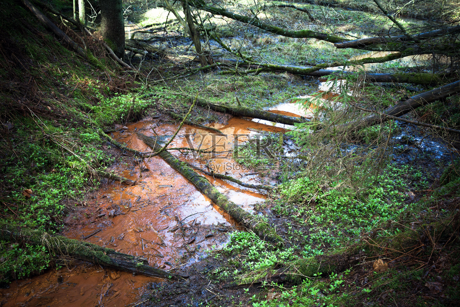 森林中有暗红色水的小溪照片摄影图片