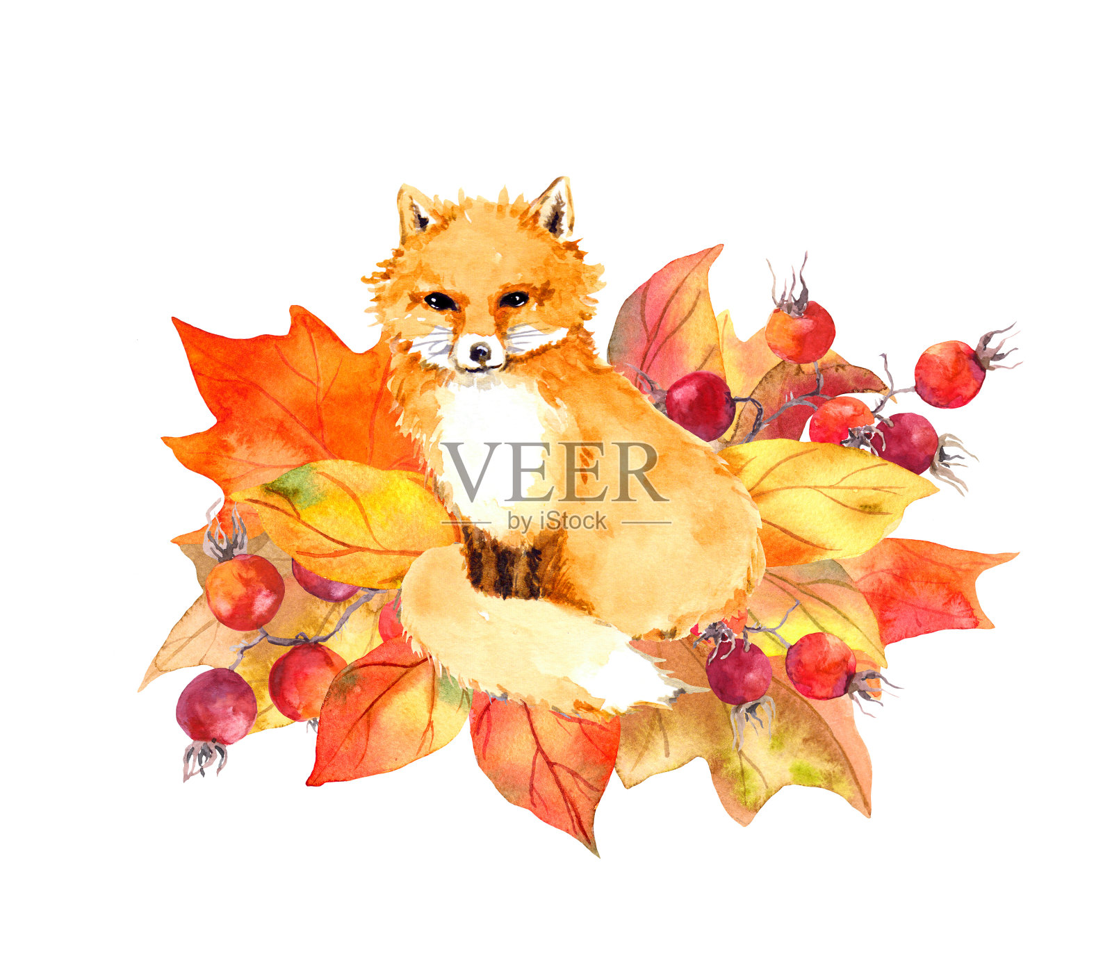 可爱的狐狸在秋天的树叶和浆果。水彩设计元素图片