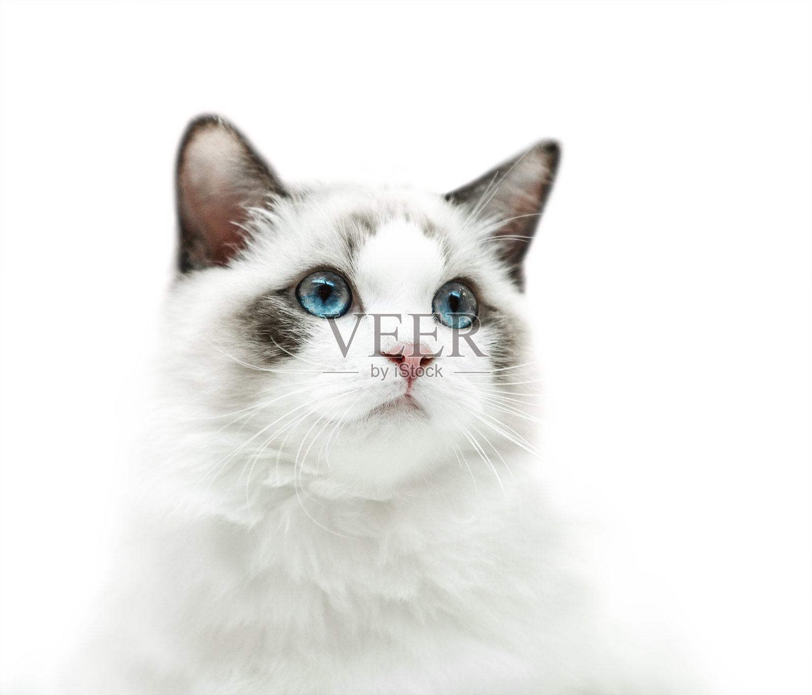 白色小猫与蓝色眼睛的肖像照片摄影图片