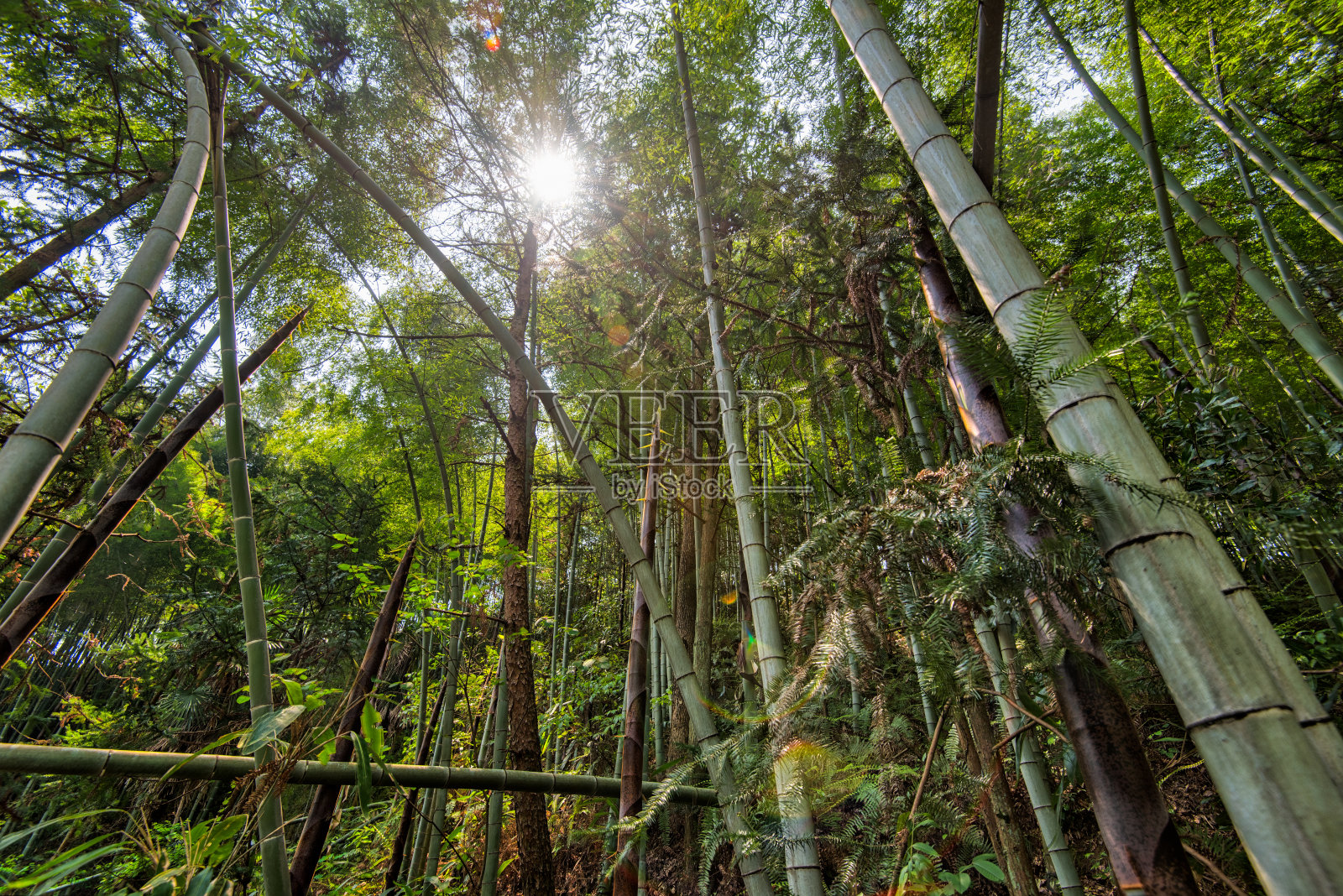 阳光穿过一片竹林照片摄影图片