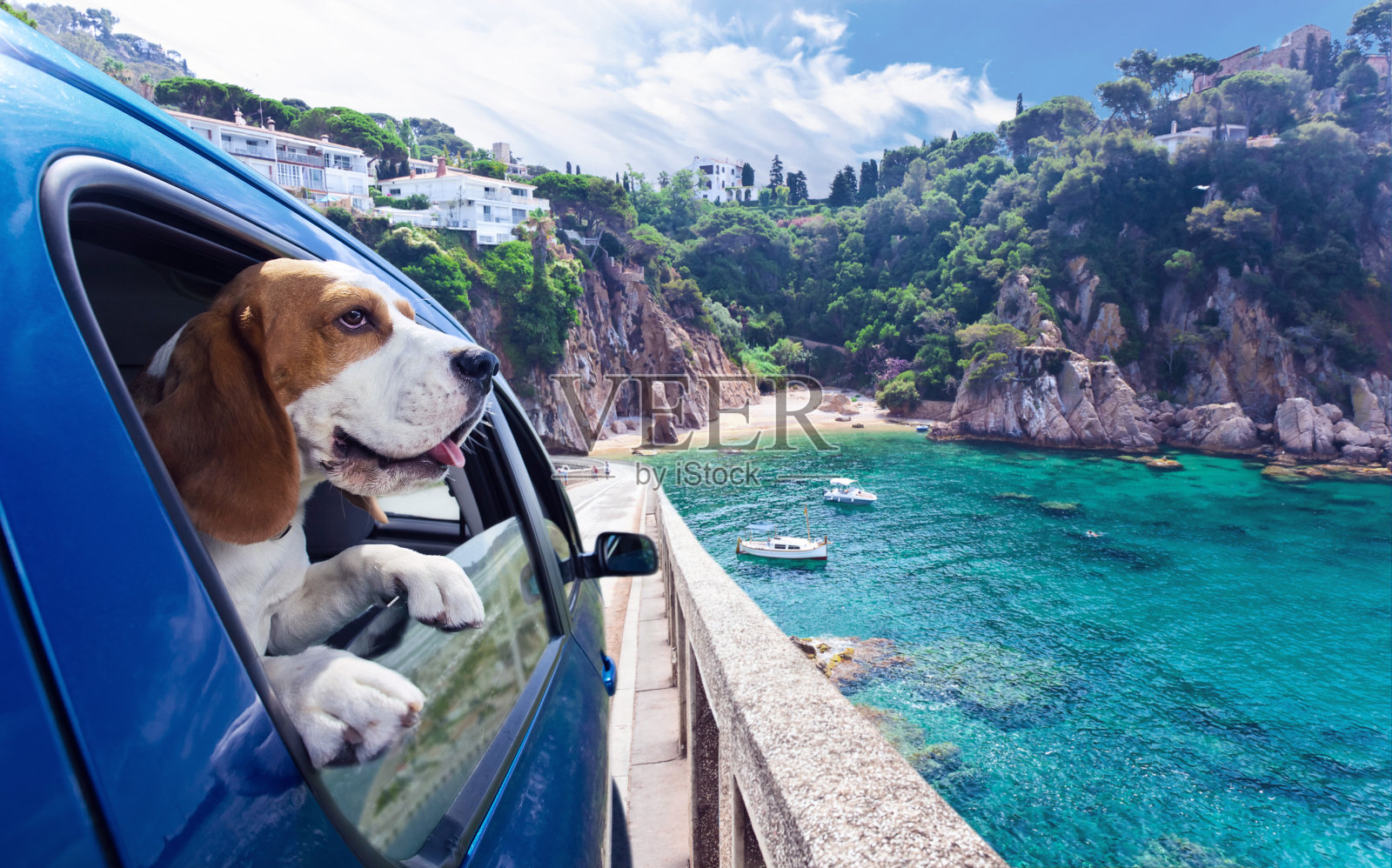 可爱的狗狗开车去海边照片摄影图片