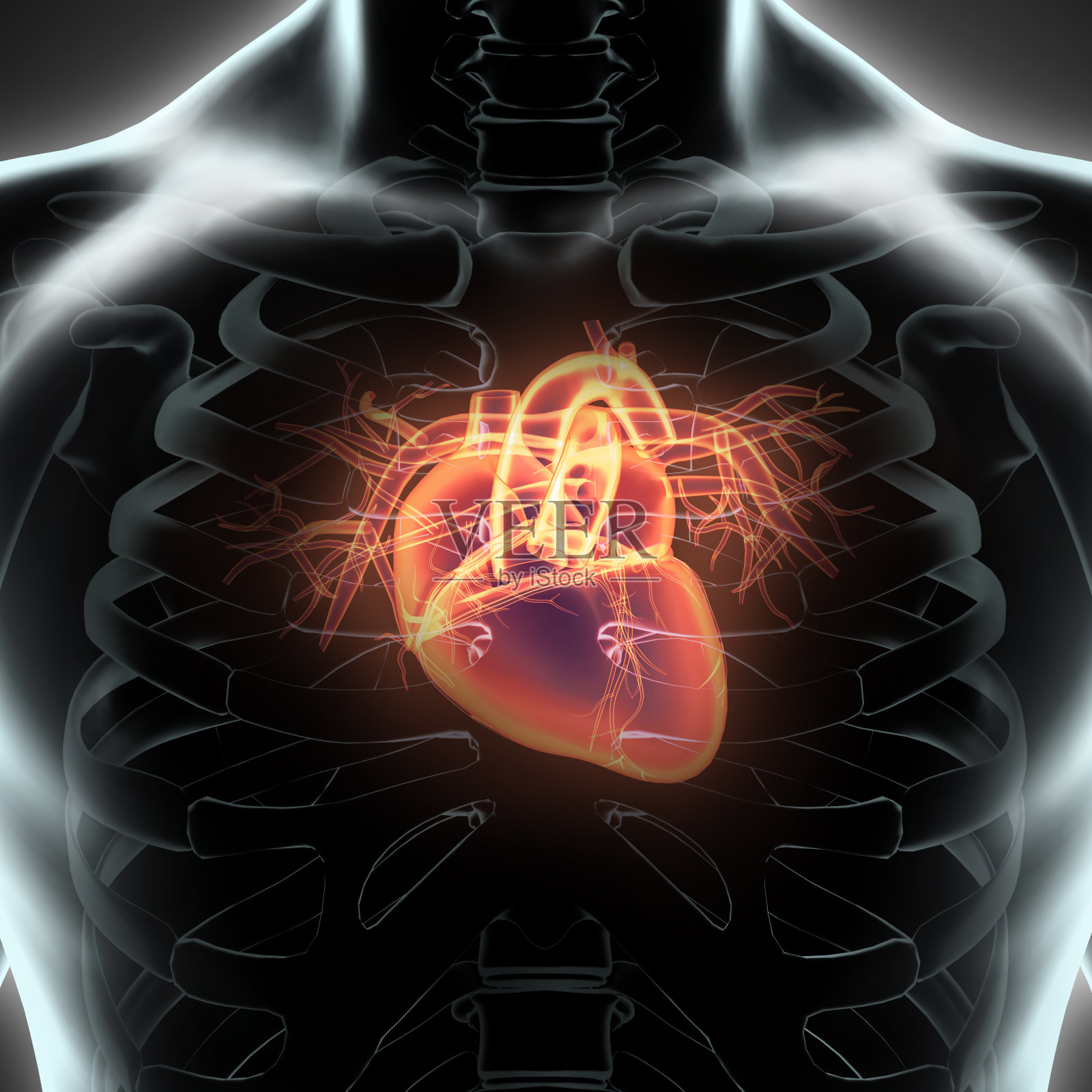 人体内部器官-人的心脏。照片摄影图片
