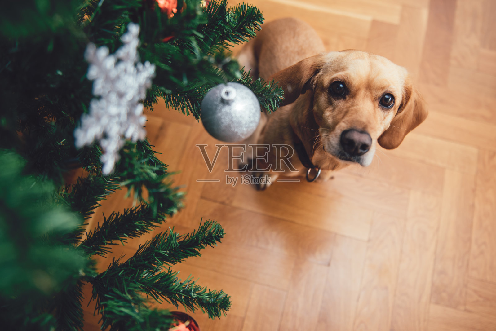小狗坐在圣诞树旁照片摄影图片