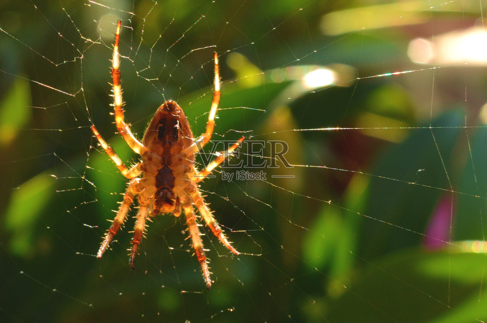 在网上的花园蜘蛛照片摄影图片