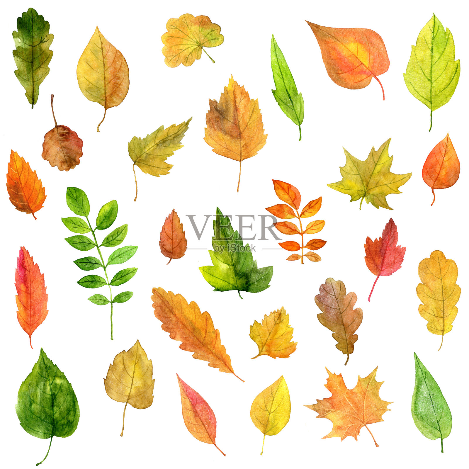 一组绿色的叶子在水彩插画图片素材