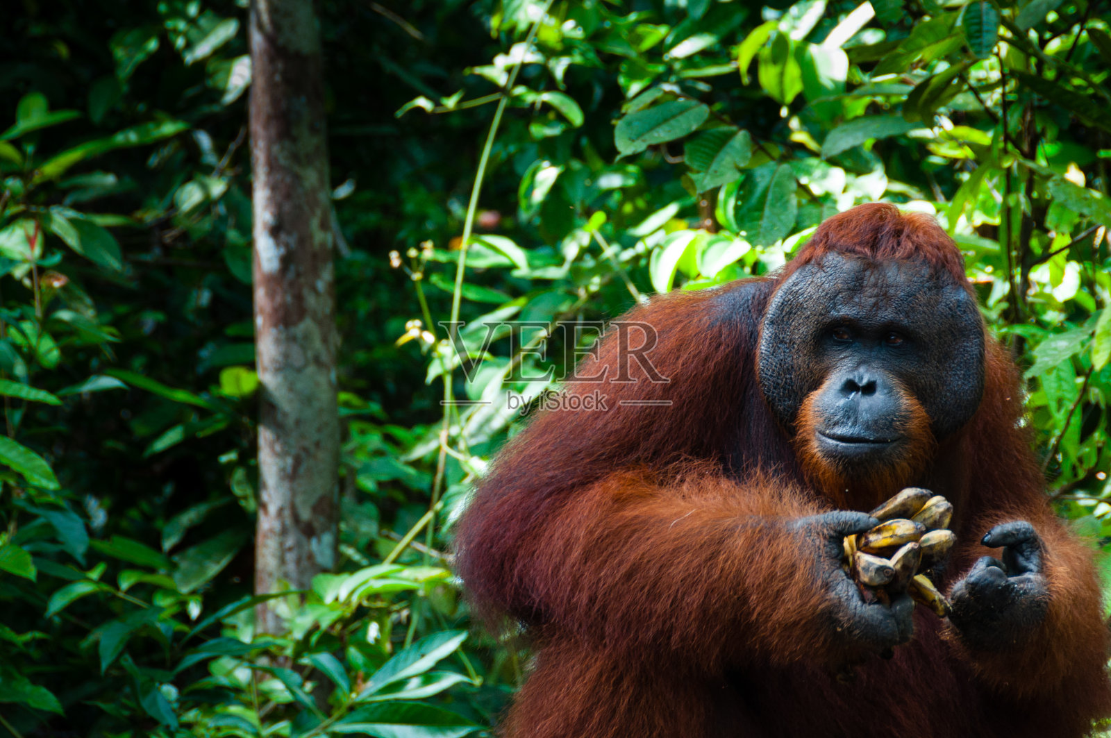 印度尼西亚婆罗洲的雄性大猩猩和香蕉照片摄影图片