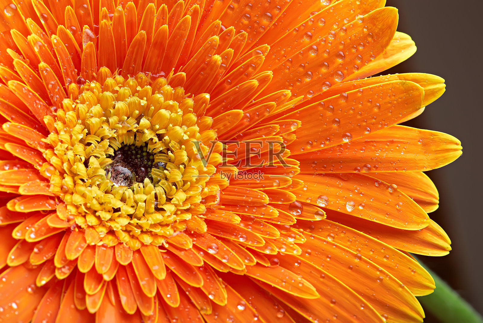 橙子非洲菊配露珠背景图片素材
