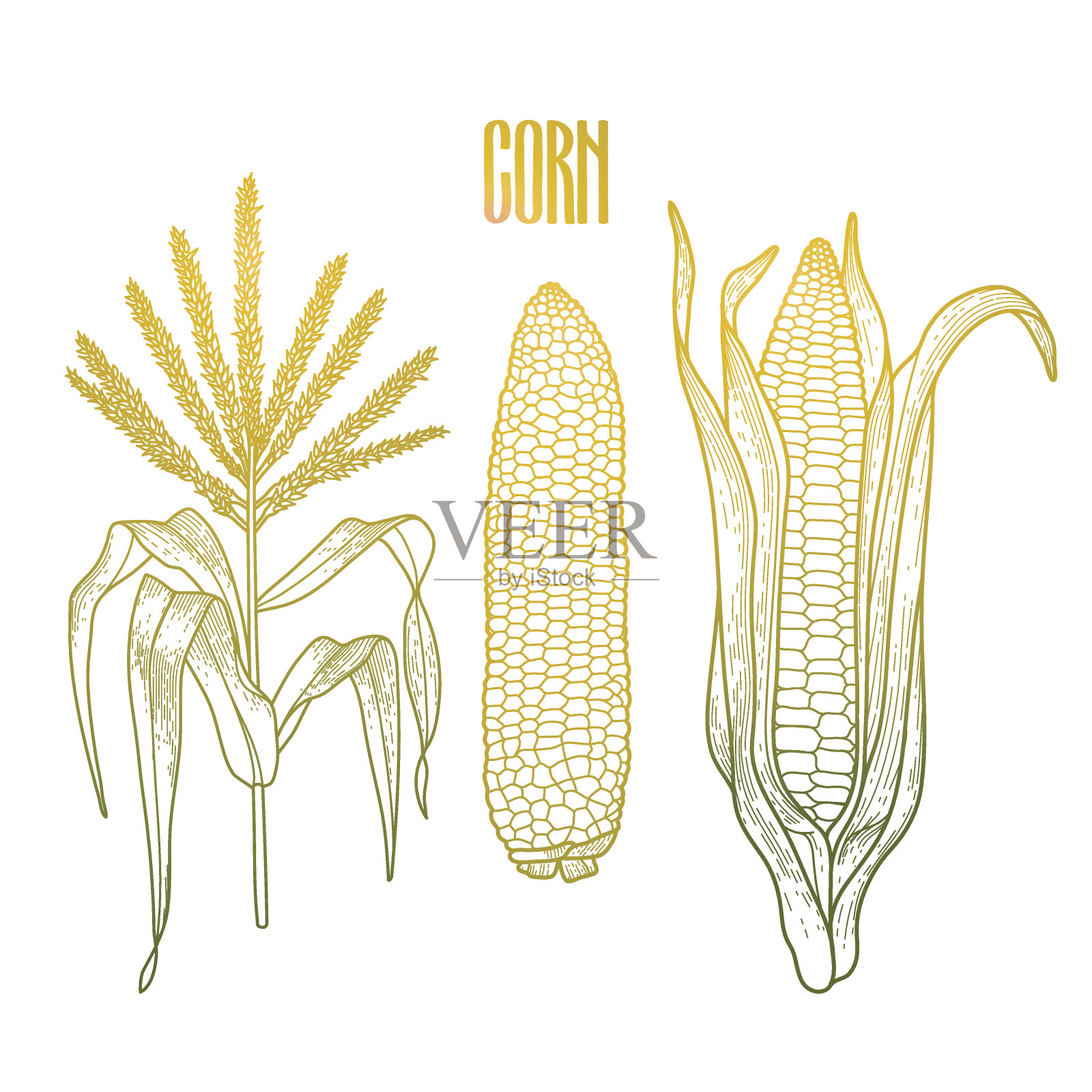 图形玉米集合插画图片素材