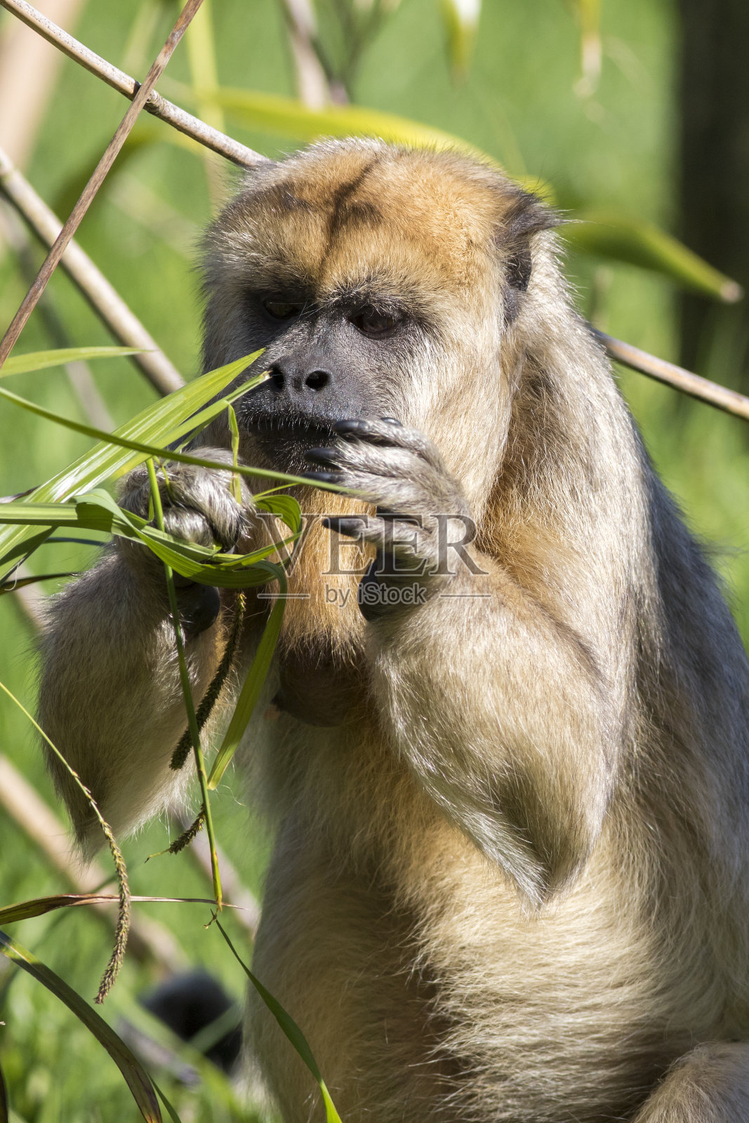 棕色卷尾猴照片摄影图片