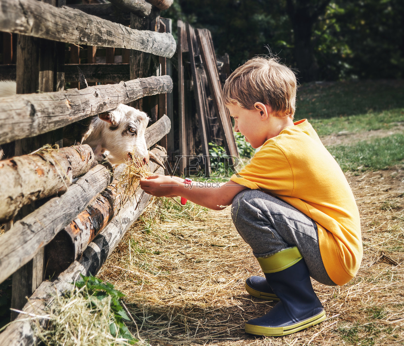乡村假日——小男孩喂山羊照片摄影图片
