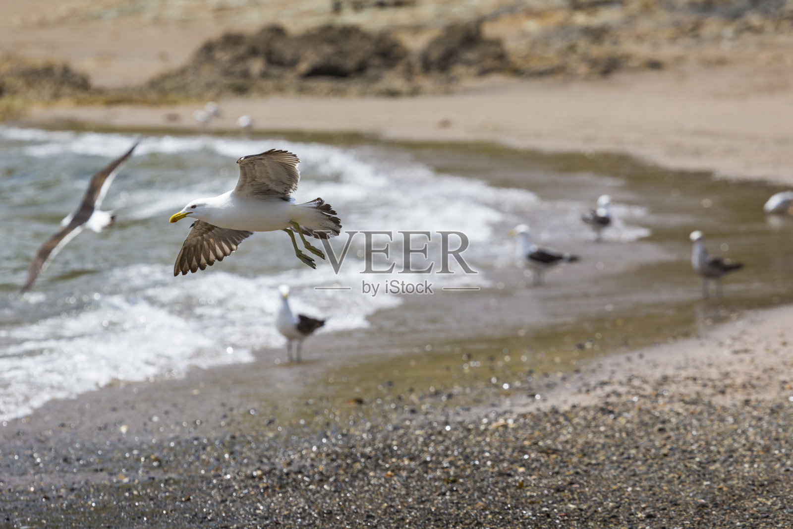 新西兰海岸的海鸥。照片摄影图片