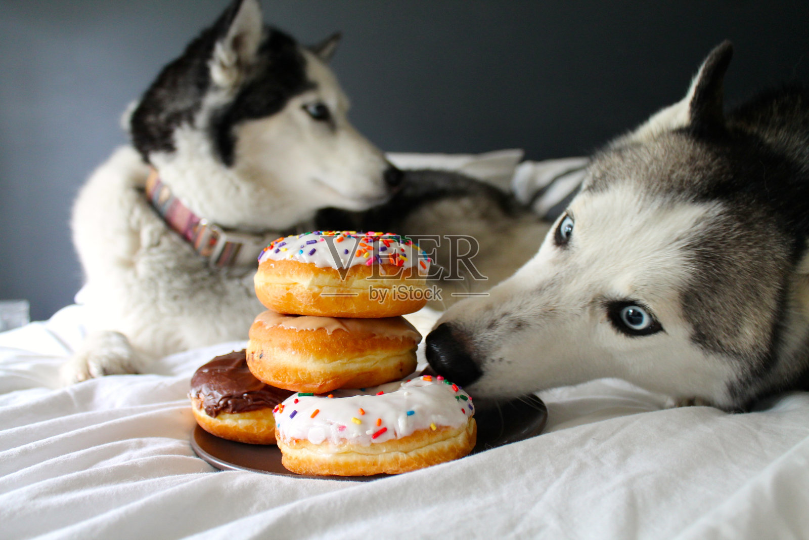 甜甜圈和狗照片摄影图片
