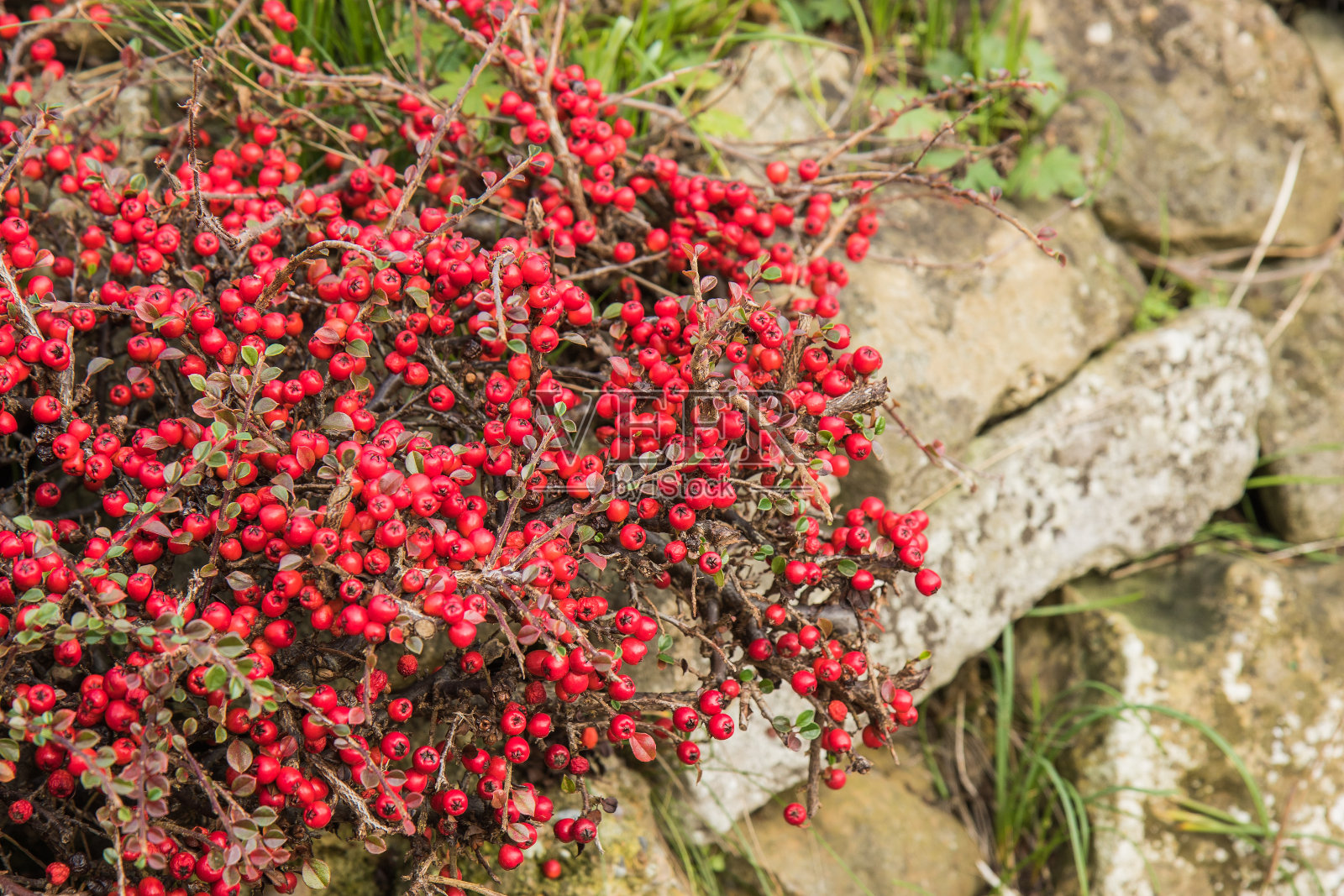 山楂灌木的红色浆果照片摄影图片
