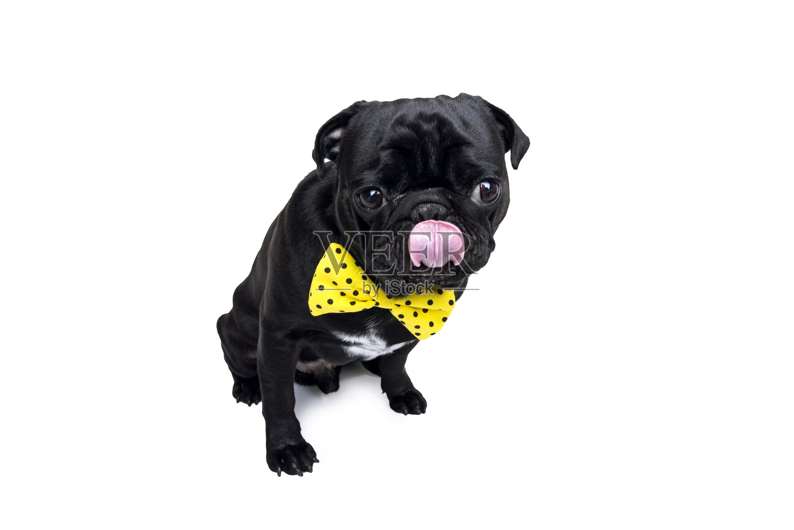 长着黄色蝴蝶结的舌头的黑哈巴狗。照片摄影图片