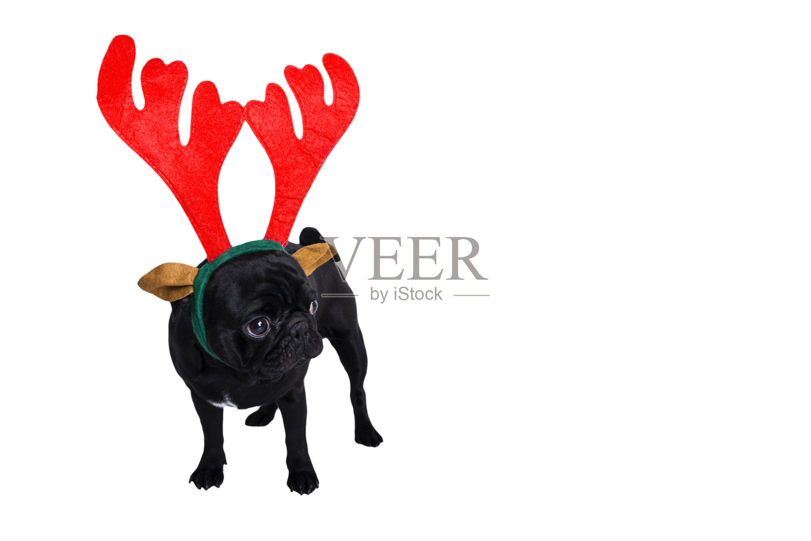 滑稽的狗哈巴狗肖像与红鹿角。圣诞节的时间。照片摄影图片