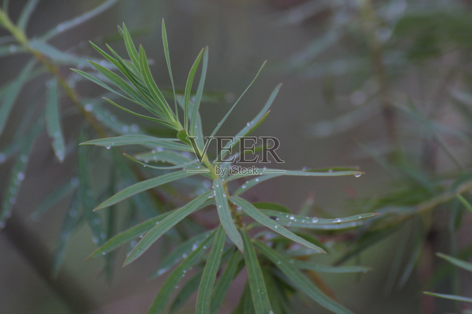 大戟属植物的叶子照片摄影图片