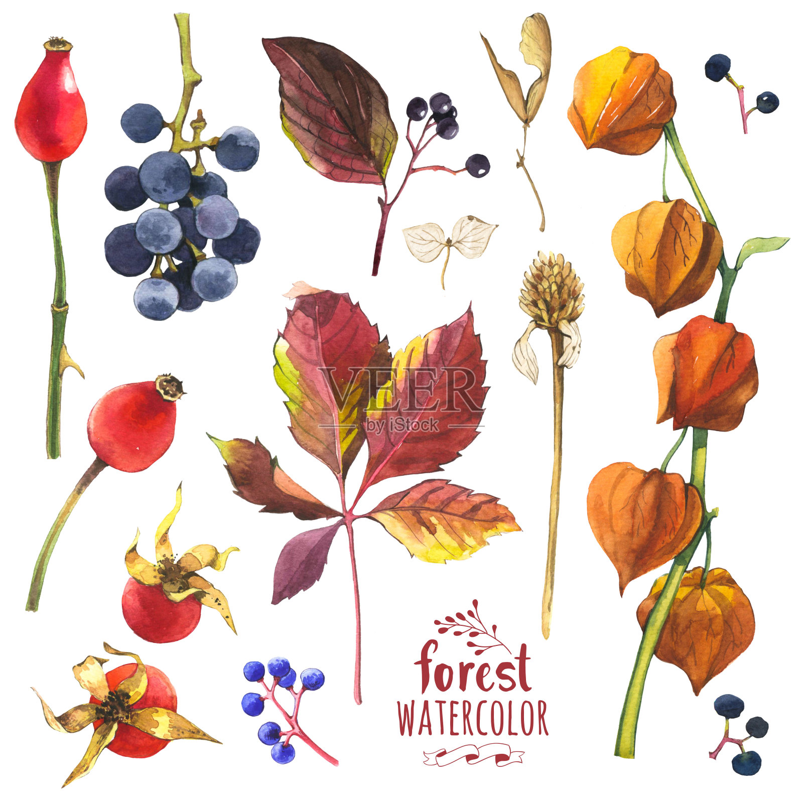 水彩插图与树枝，树叶和浆果。插画图片素材