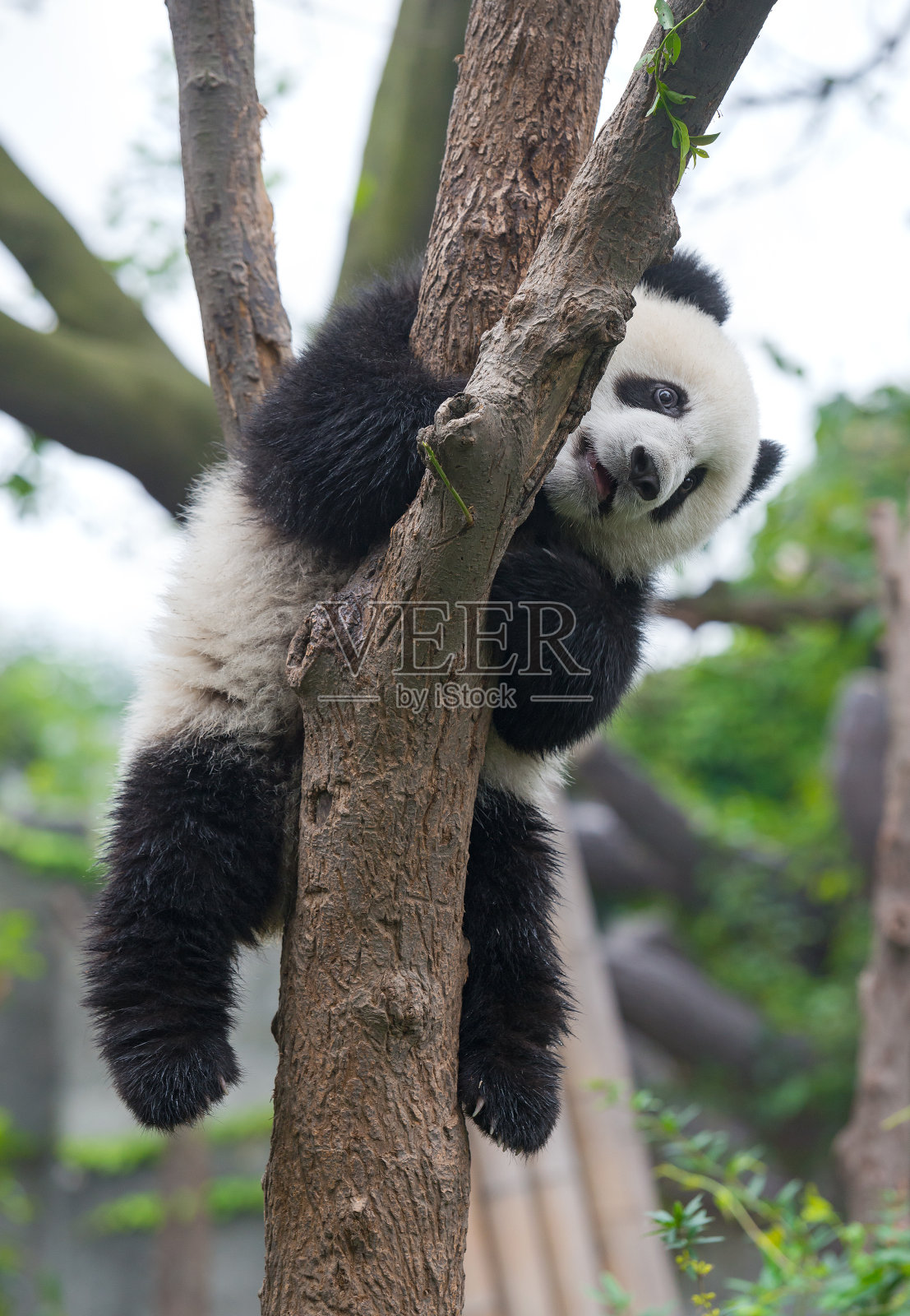 可爱的熊猫熊在树上照片摄影图片