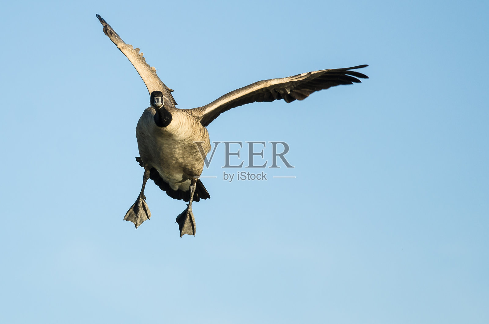 加拿大鹅在蓝天飞行时眼神交流照片摄影图片