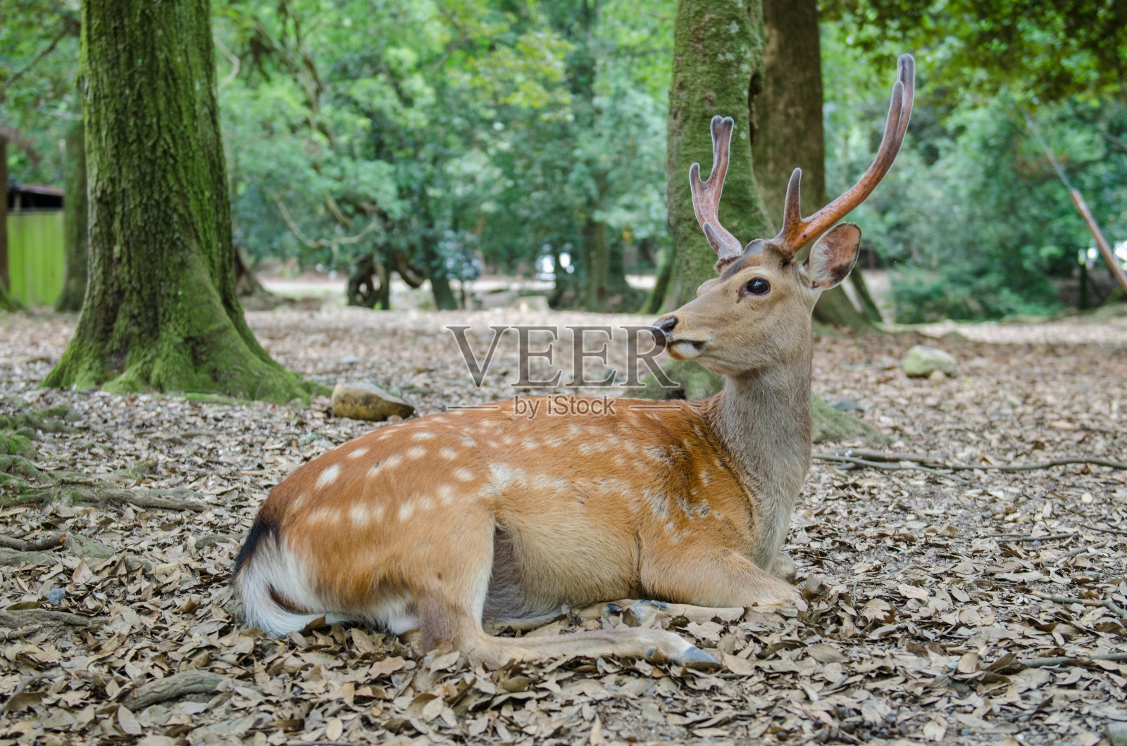 奈良公园里的鹿照片摄影图片