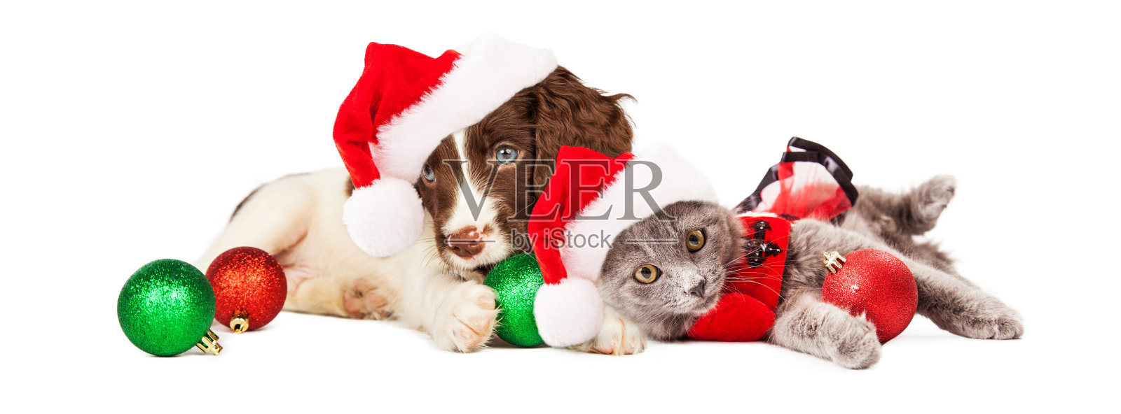 小狗和小猫躺在圣诞装饰品照片摄影图片