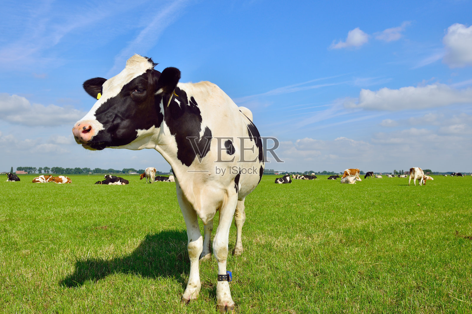 成群的牛在绿色的草地上照片摄影图片