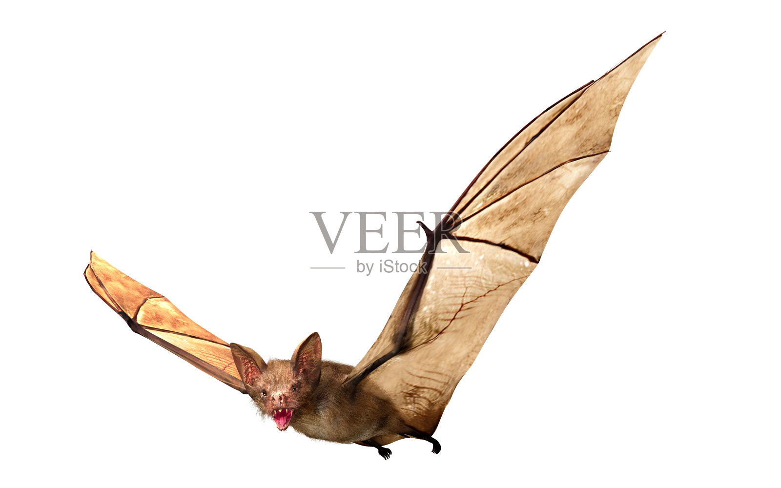 飞行吸血蝙蝠孤立在白色背景照片摄影图片