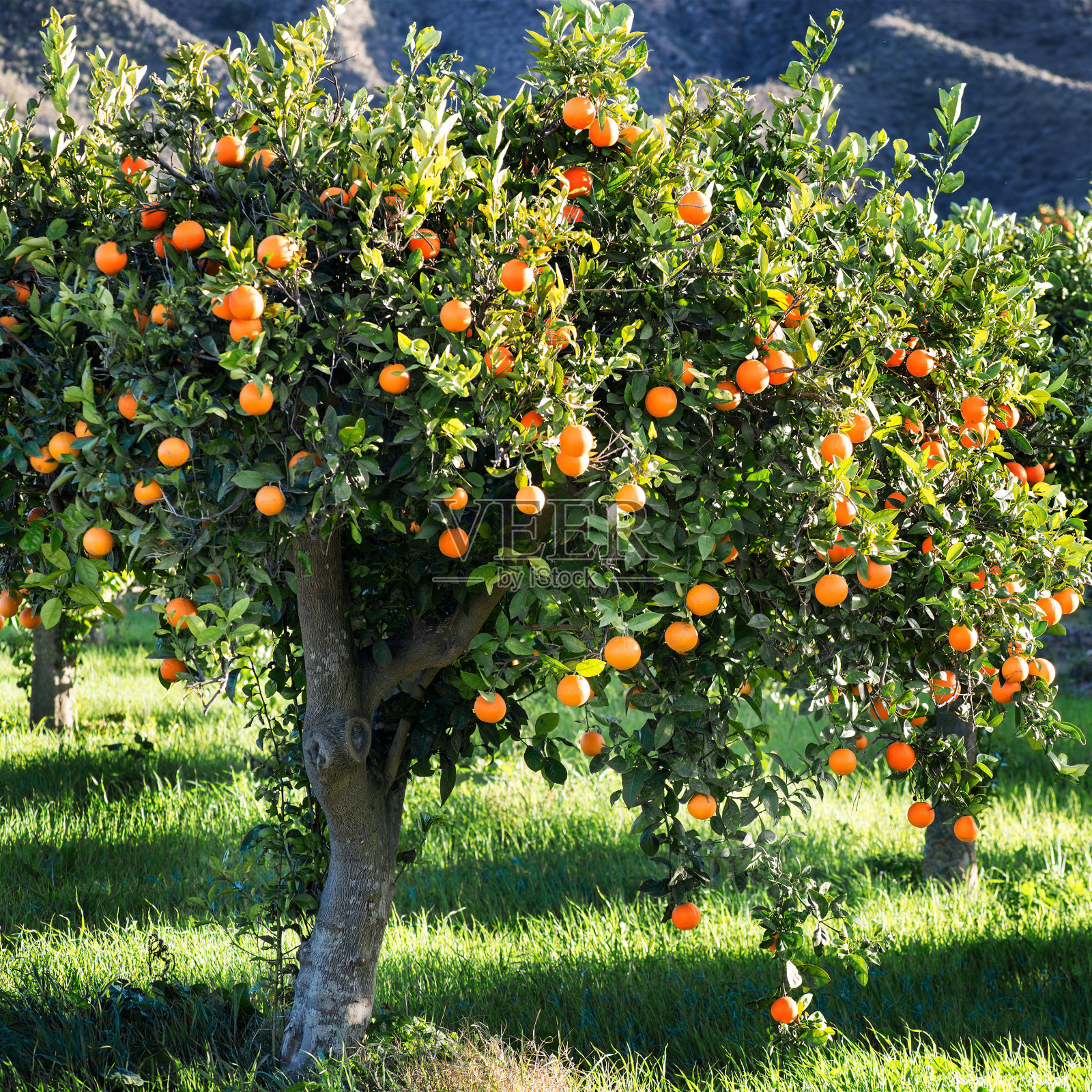地中海橙树照片摄影图片