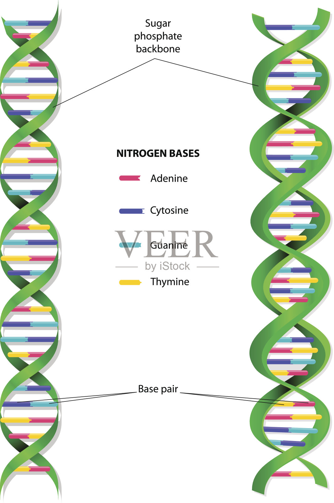 DNA分子矢量图插画图片素材