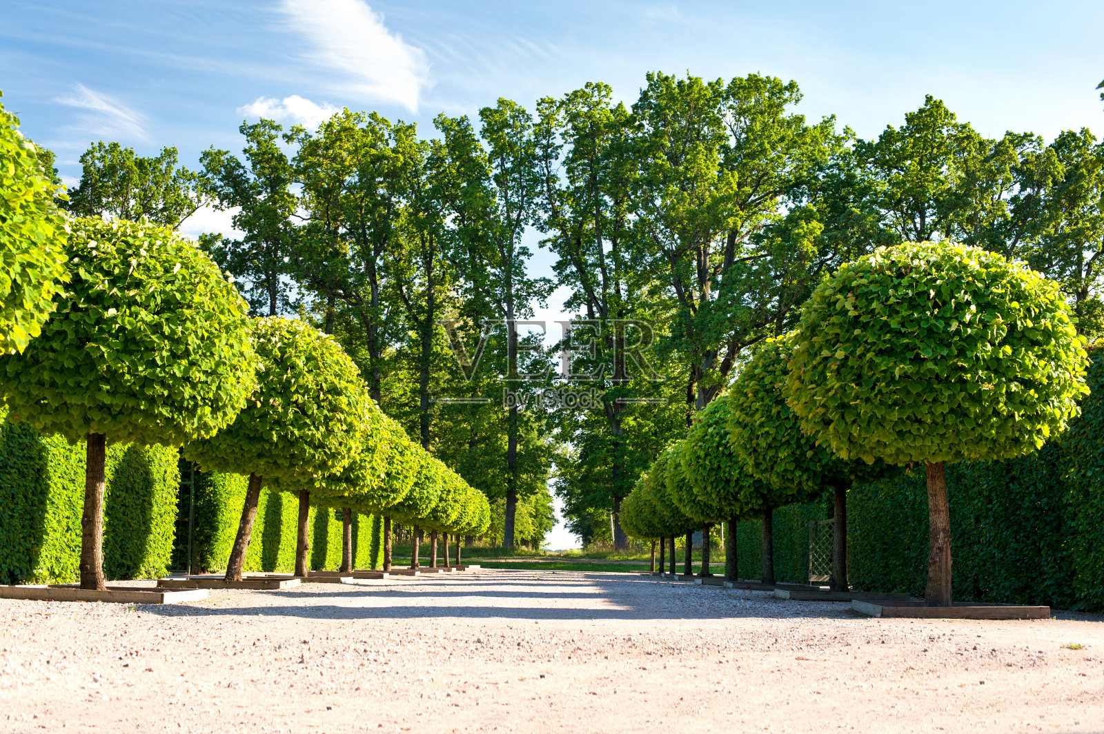 在观赏润代尔皇家花园的小路上，植有绿色树木。照片摄影图片