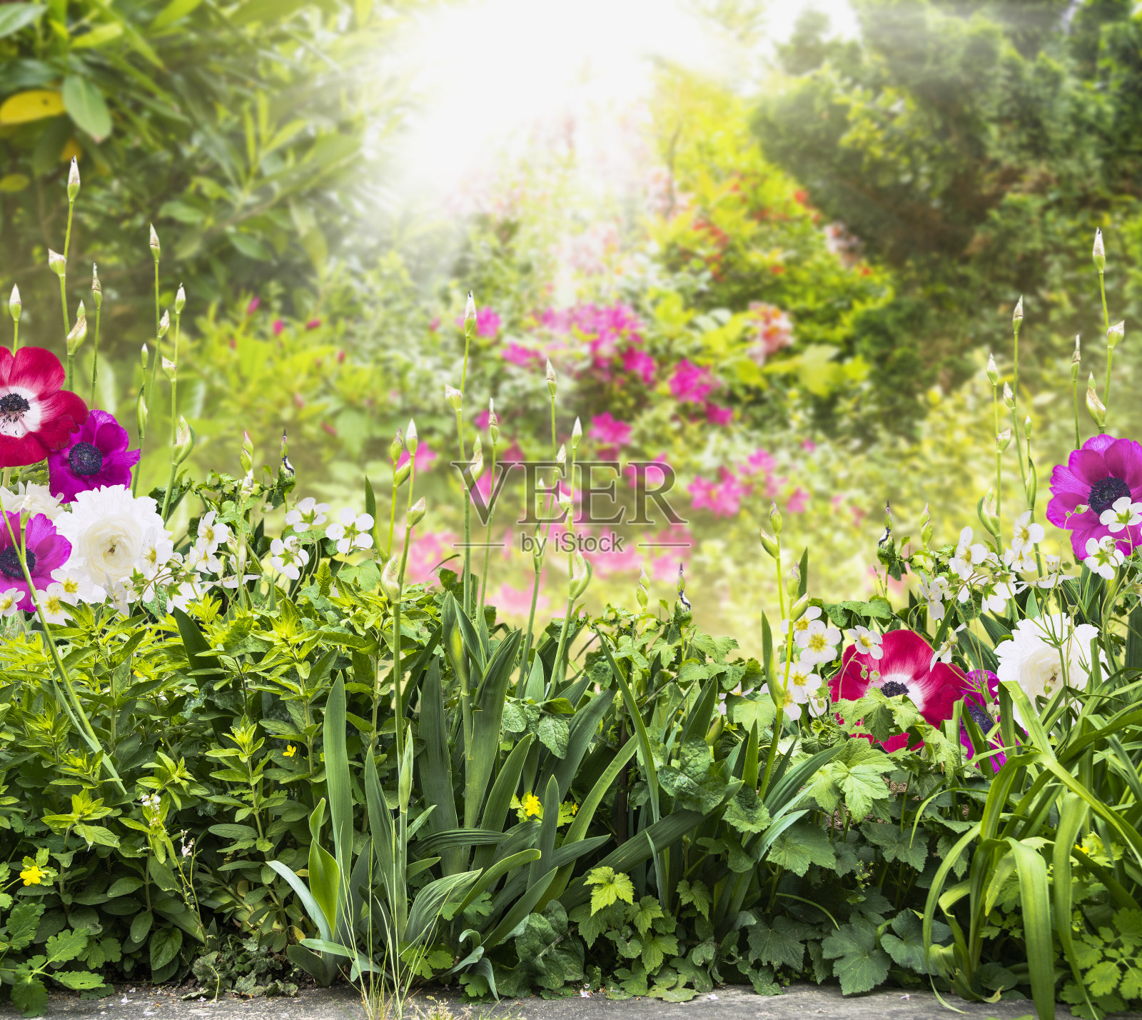 在夏季花园中盛开鸢尾花和银莲花照片摄影图片