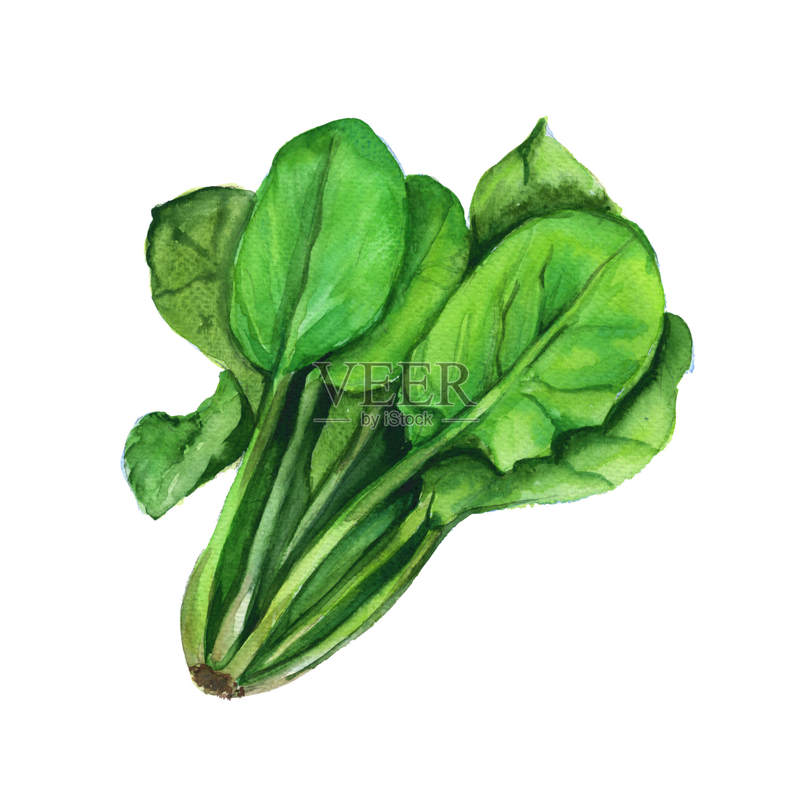 菠菜。孤立在白色背景上。水彩插图。插画图片素材