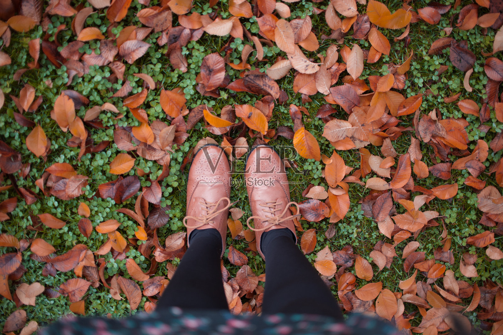 棕色的叶子在我的脚下照片摄影图片