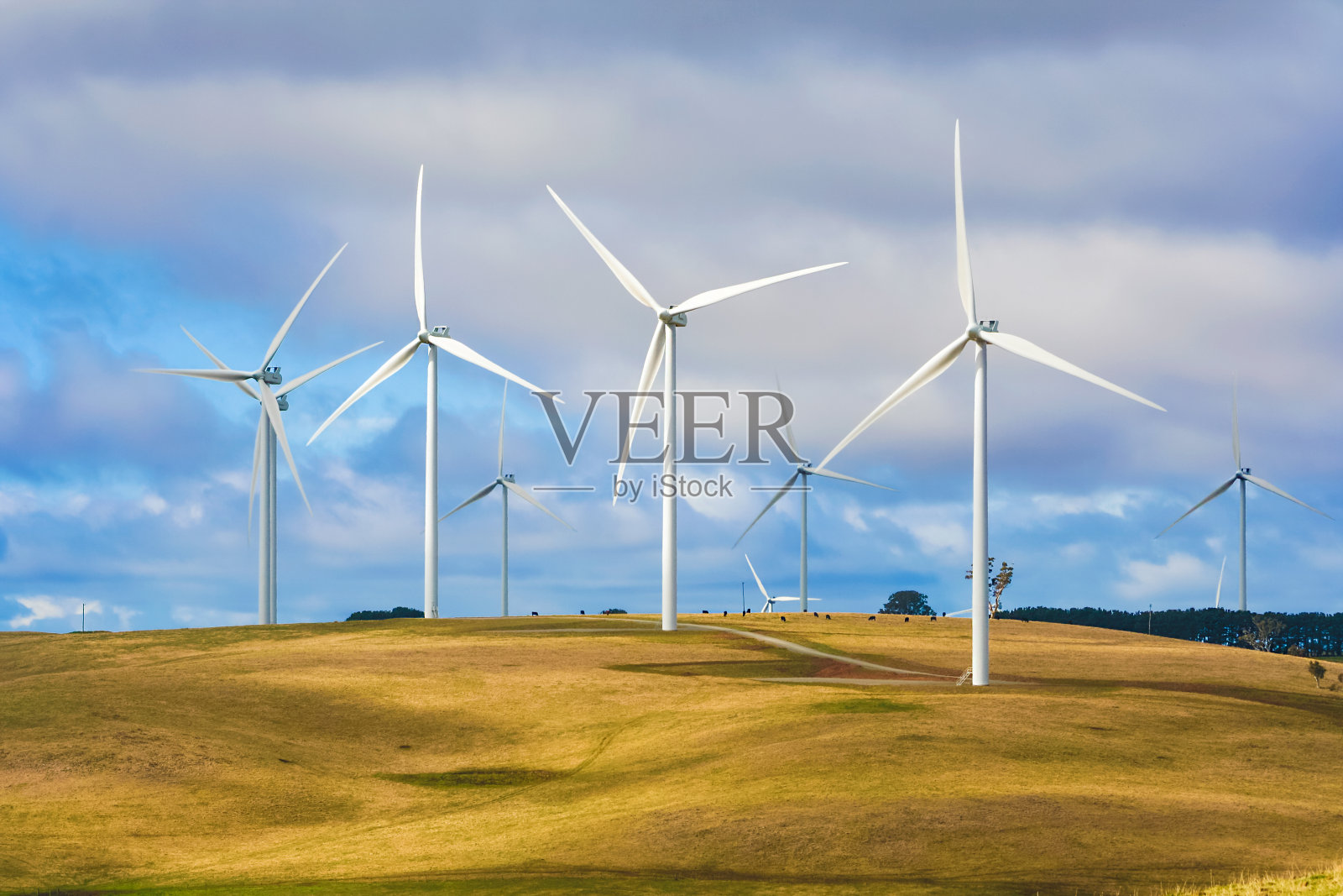 风力涡轮机在养牛场创造可再生能源照片摄影图片