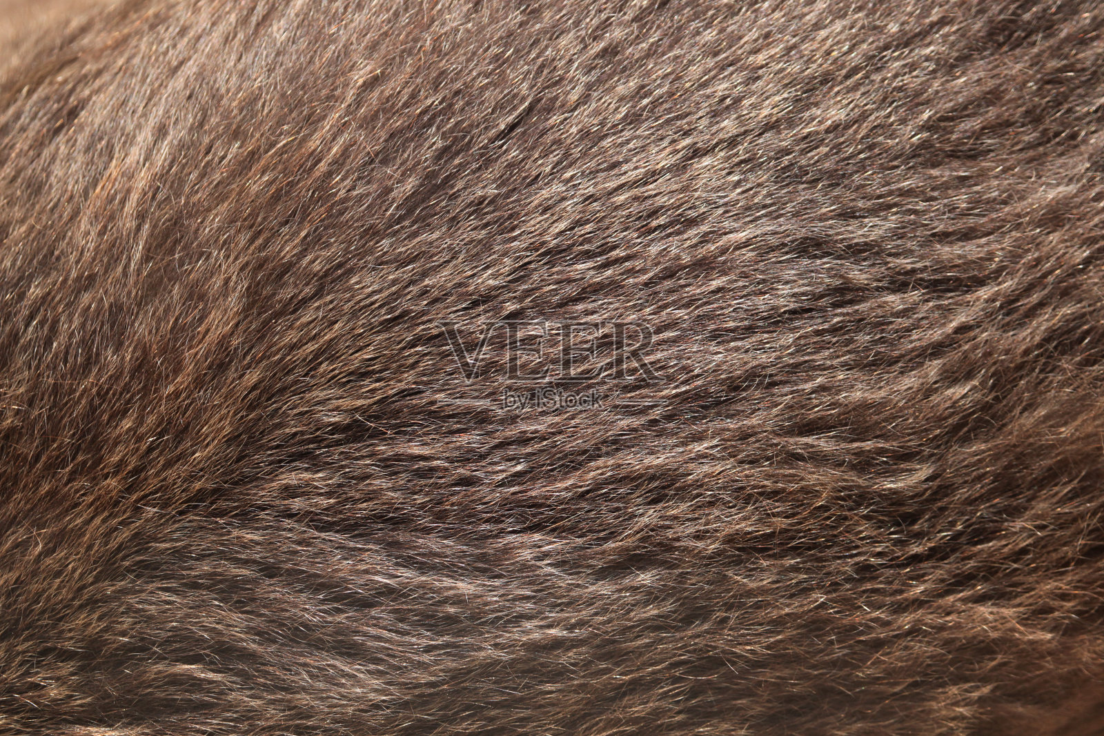 棕熊的皮毛纹理。照片摄影图片