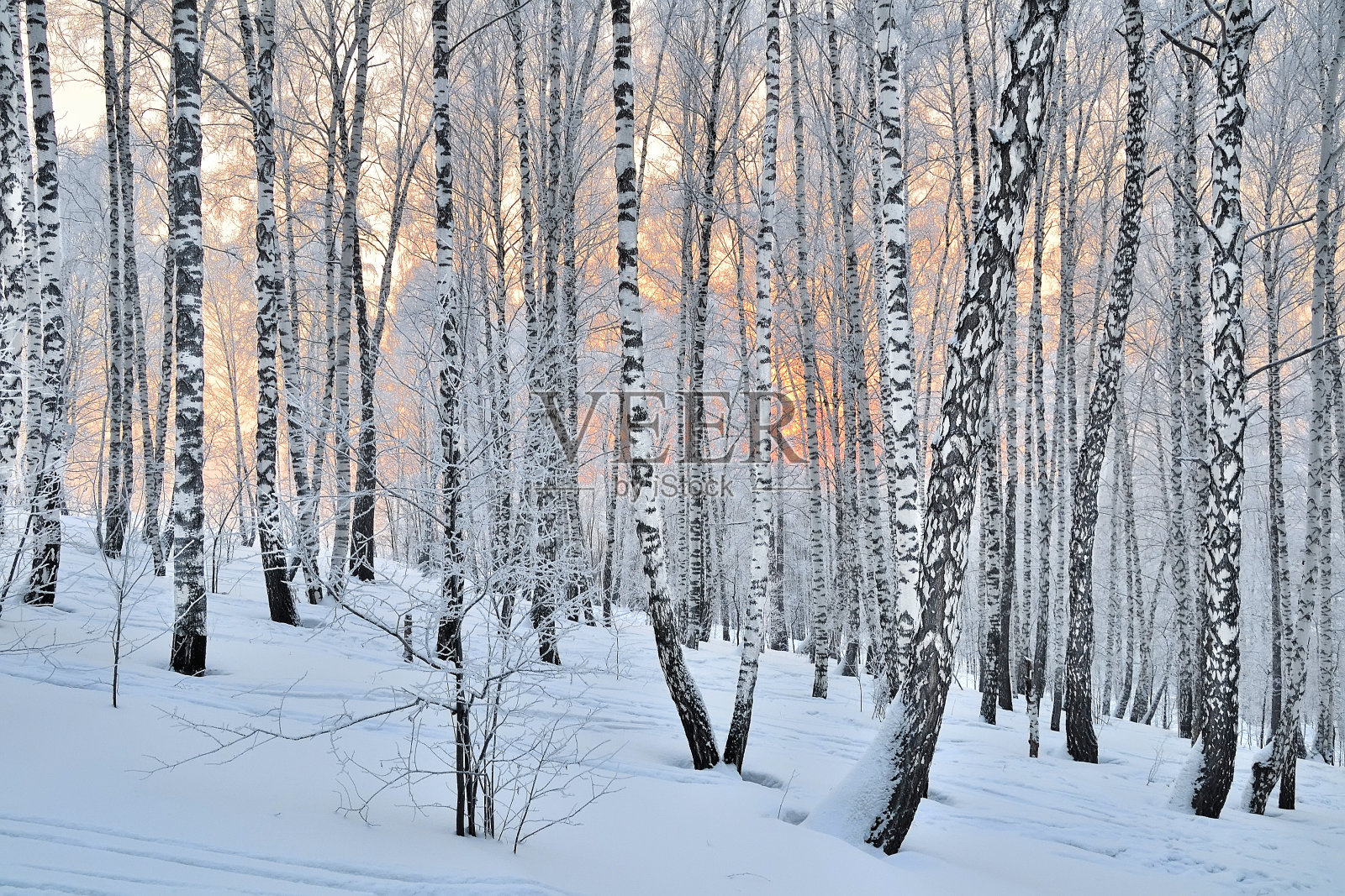 冬天的日落在桦树林中照片摄影图片