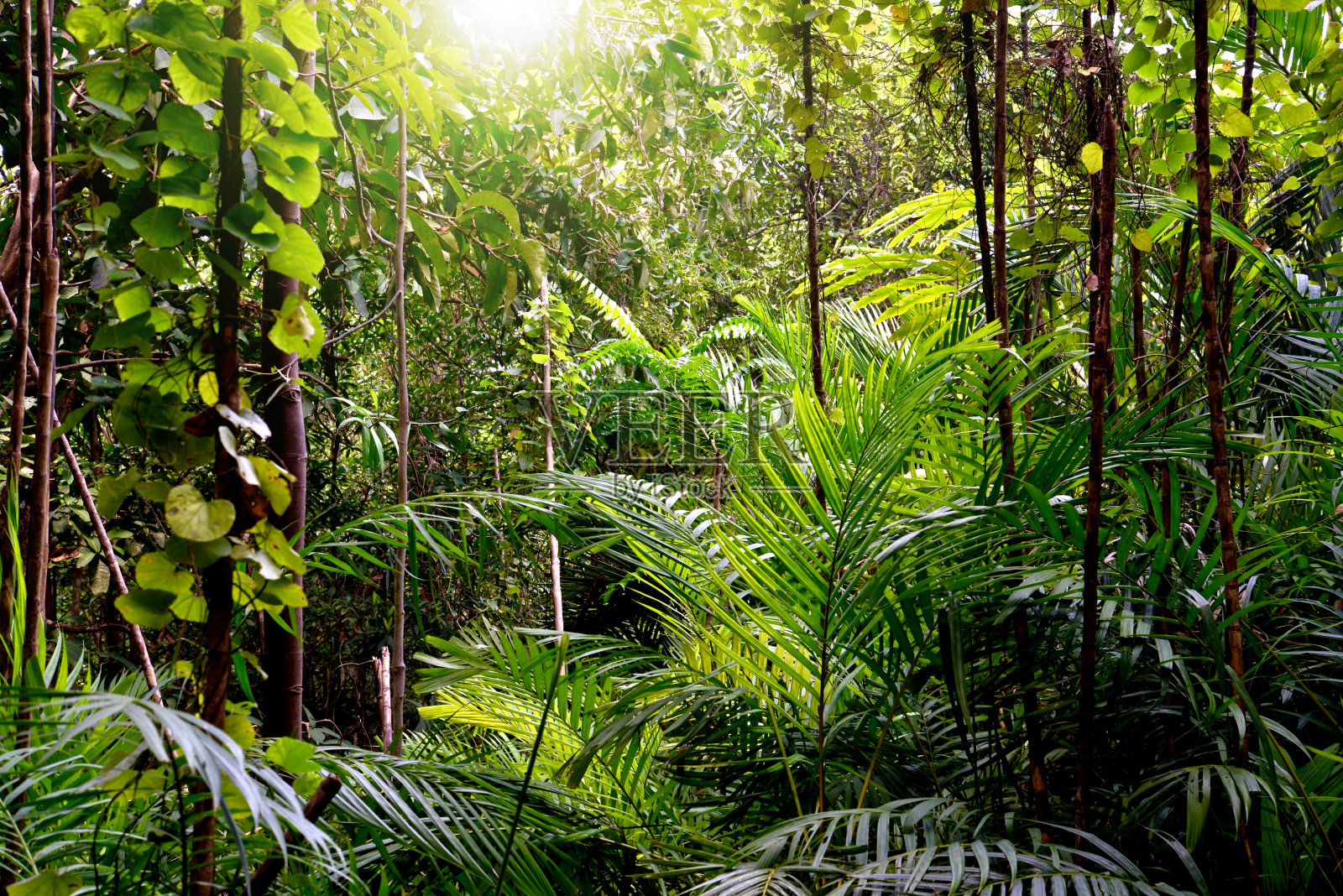 泰国甲米的丛林背景照片摄影图片