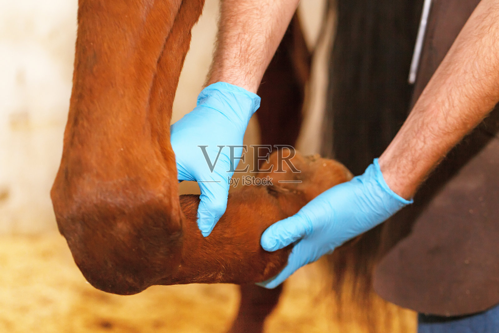 兽医正在检查马腿筋。照片摄影图片