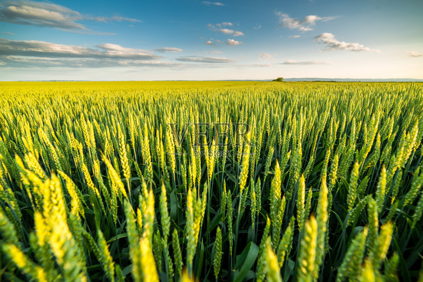 绿色的麦田里发芽的小麦。照片摄影图片