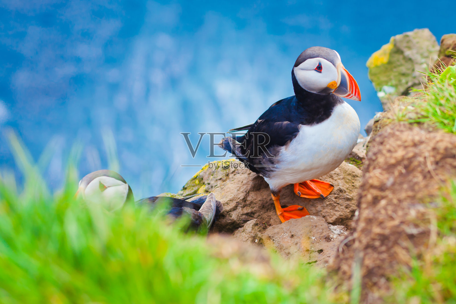 Latrabjarg悬崖上的大西洋海雀美丽而充满活力的图片照片摄影图片