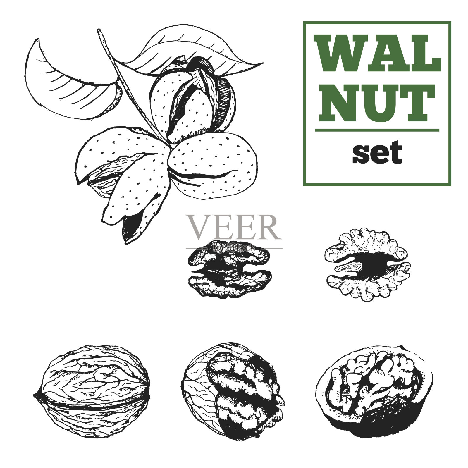 核桃手工绘制向量集。果仁、果壳和坚果木。插画图片素材