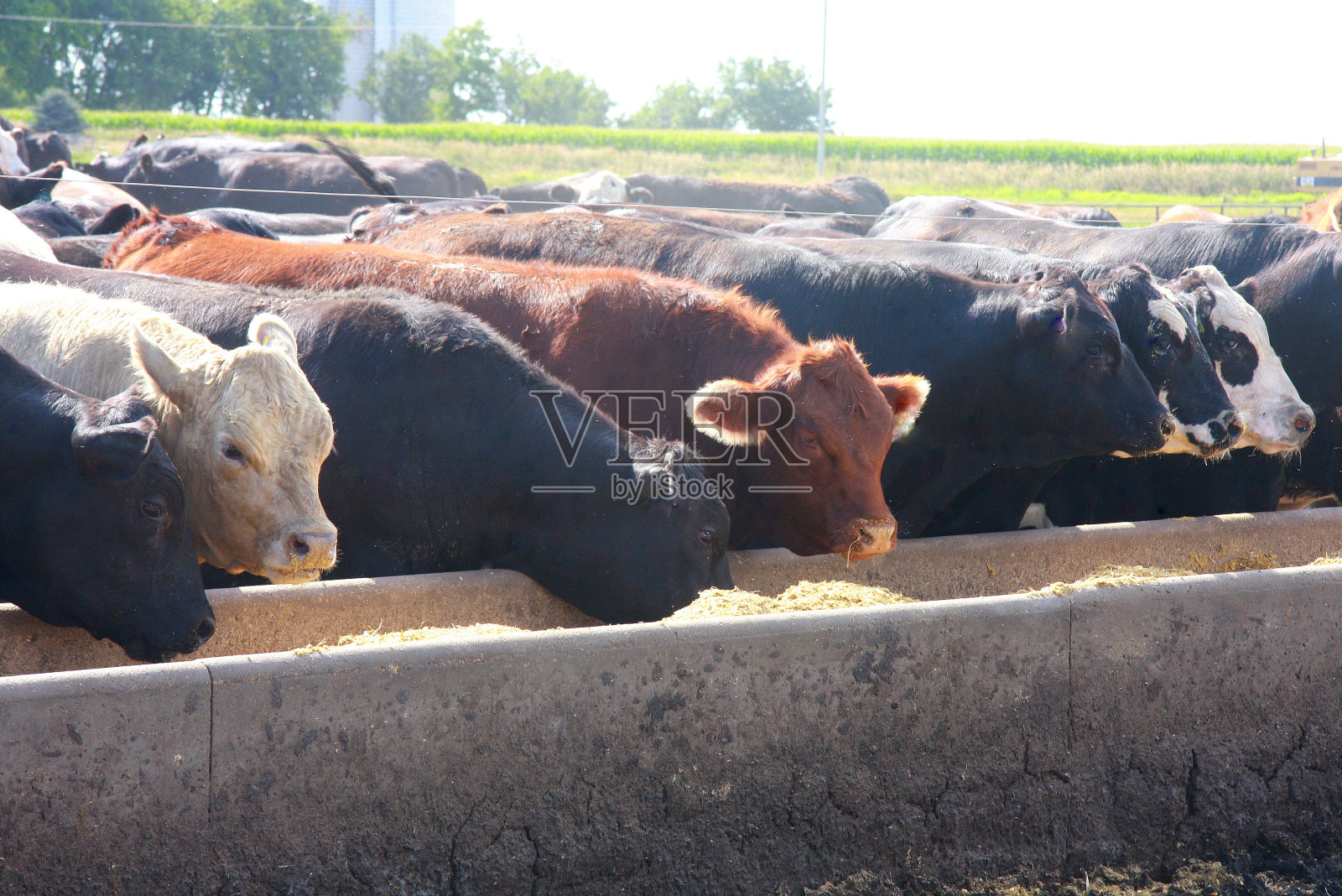 爱荷华农场的饲养场牛吃早餐照片摄影图片