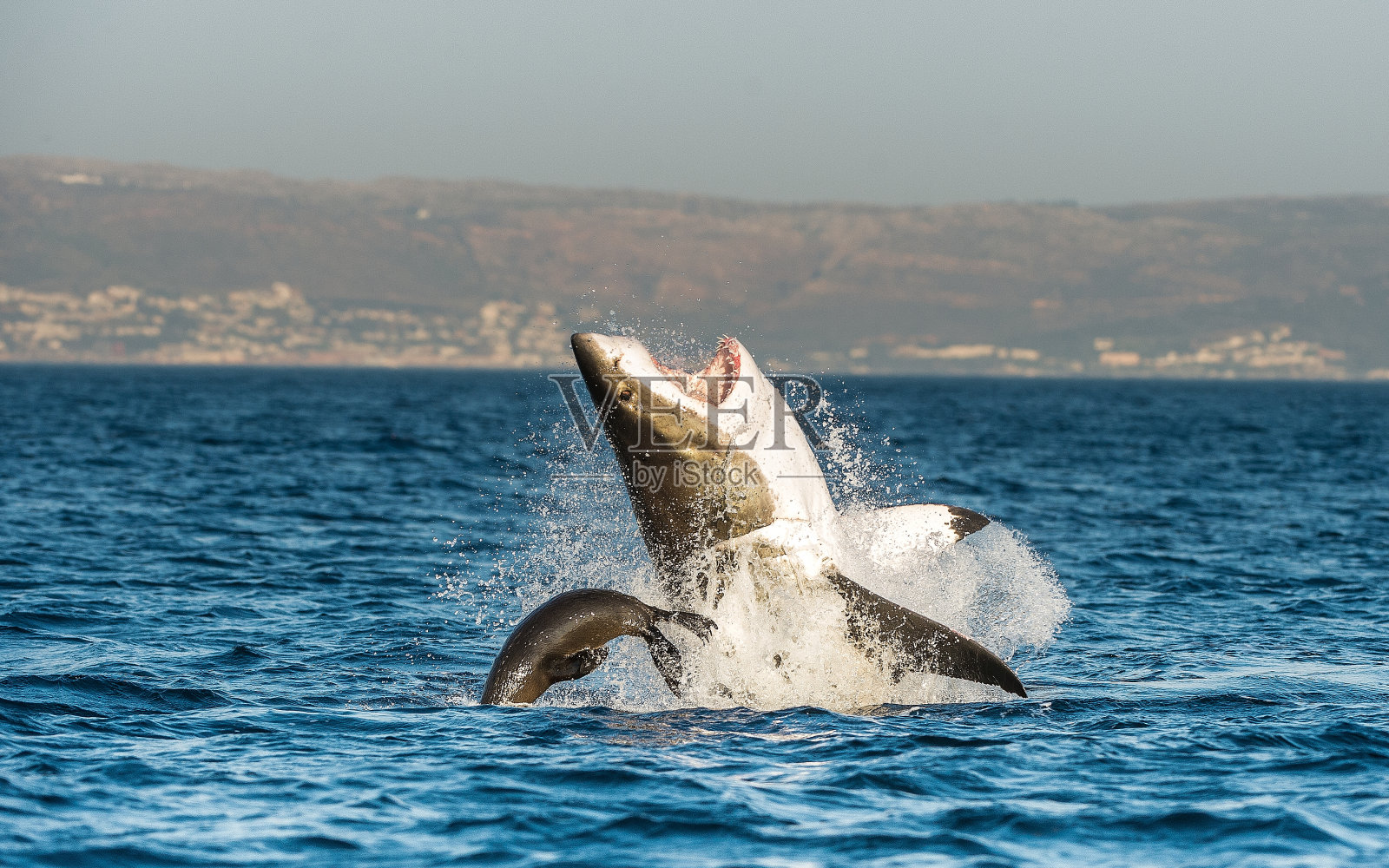 大白鲨在攻击中破门而入照片摄影图片