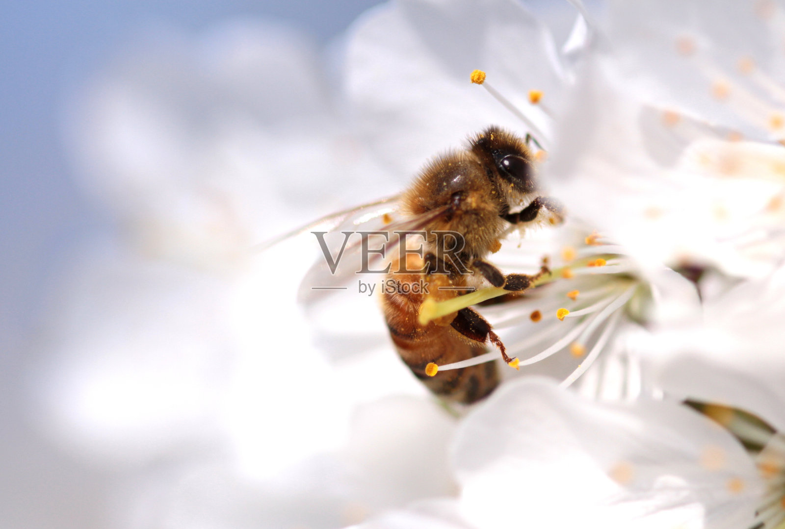 蜜蜂从花中采集花粉。微距镜头。照片摄影图片