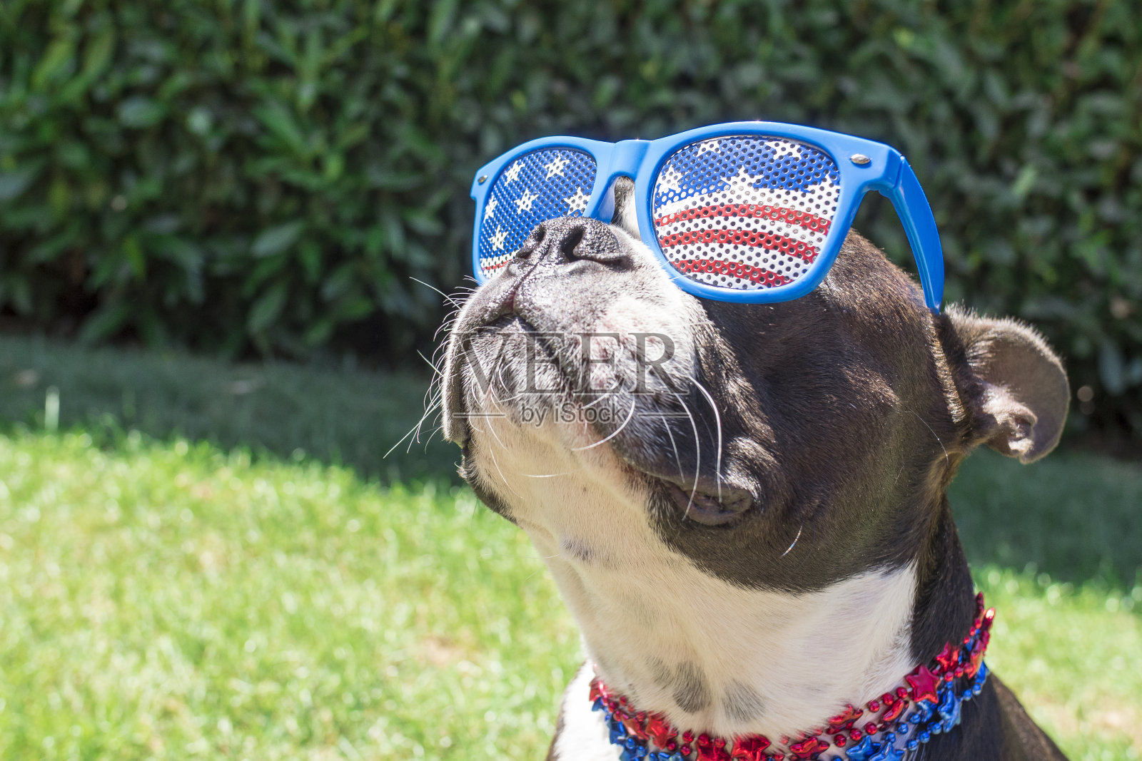 波士顿梗狗看起来可爱的星条旗太阳镜照片摄影图片