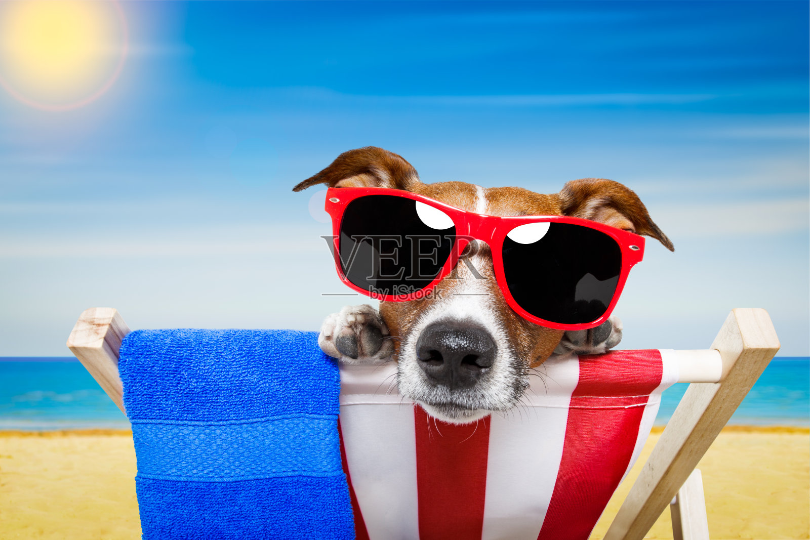 狗狗夏天海滩照片摄影图片