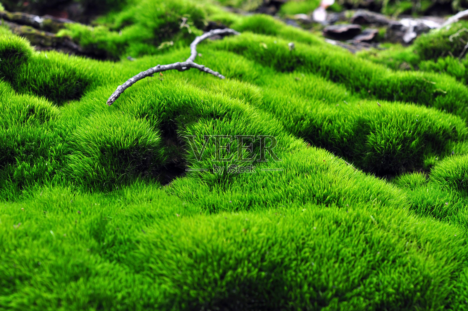 苔藓的绿色表面照片摄影图片