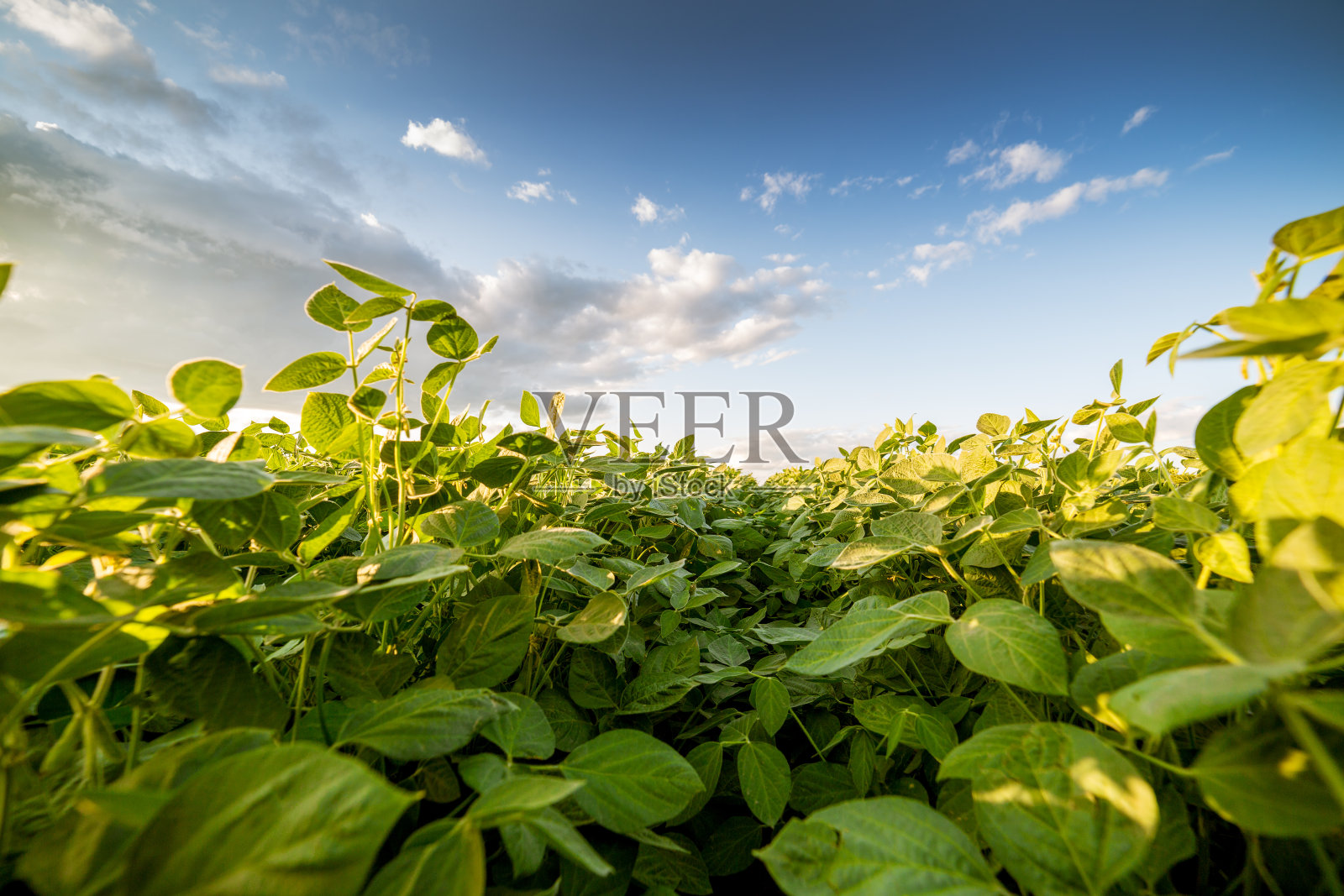青葱成熟的大豆田，农业景观照片摄影图片