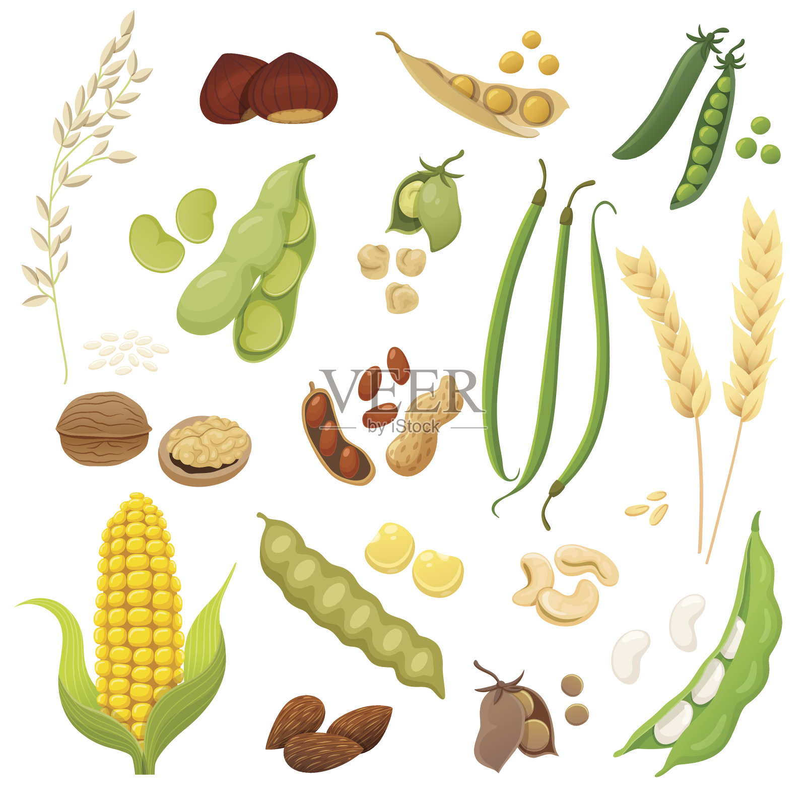 孤立的豆类，谷物和坚果设计元素图片