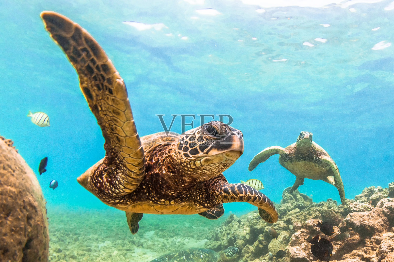 夏威夷绿海龟照片摄影图片